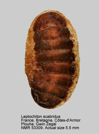 Leptochiton scabridus.jpg - Leptochiton scabridus (Jeffreys,1880)